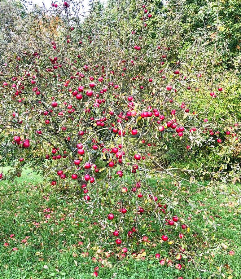 Вилла Apple Tree House Lubin  Экстерьер фото
